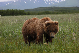 Illustration for article titled Please Enjoy This Gallery Of Amazing Bear Photos
